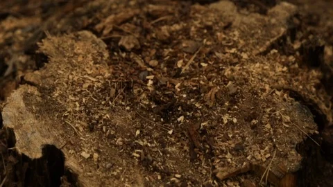Stump from a cut tree in the forest Stock Footage 76900477