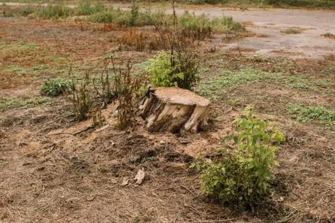 Stump from a cut tree in the forest Stock Photos
