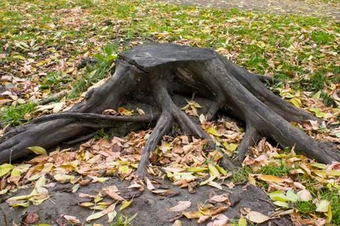 Stump of the cut tree. Stock Photos