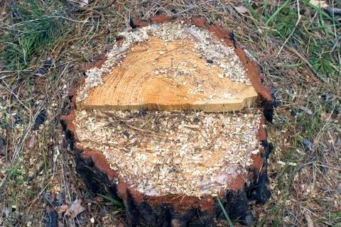 Stump of the cut tree. Stock Photos