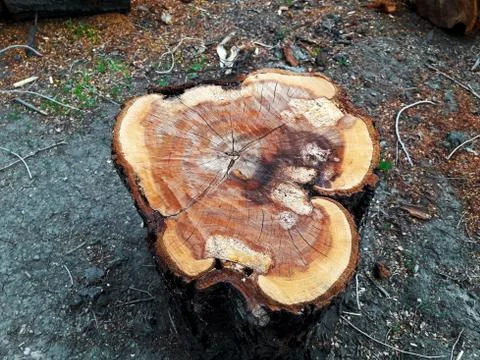 Stump of the Cut Tree Stock Photos