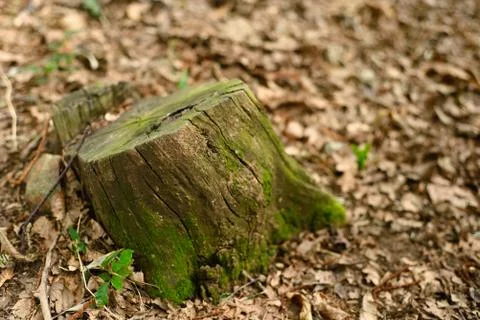 Stump from cut tree Stock Photos