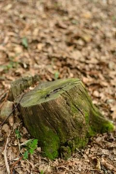 Stump from cut tree Stock Photos