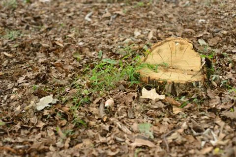 Stump from cut tree Stock Photos