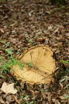 Stump from cut tree 库存照片