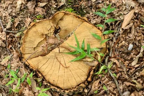 Stump from cut tree Stock Photos