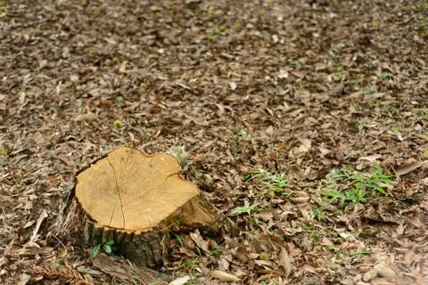 Stump from cut tree Stock Photos