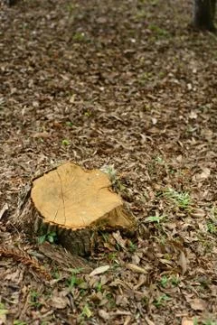 Stump from cut tree Stock Photos