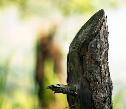 Stump cut of a tree Stock Photos
