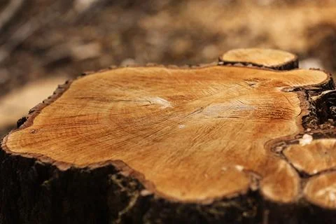 Stump from a cut tree. Pine tree forestry exploitation in a sunny day. over.. Stock Photos