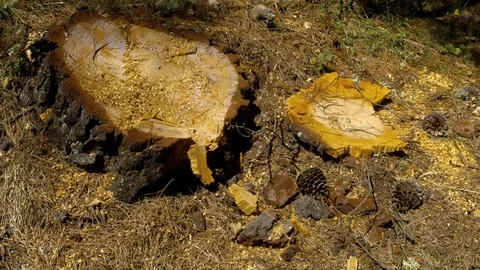 Stump of cutted pine tree timelapse video Видео 103134847