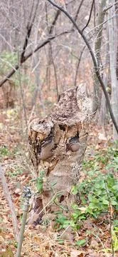 Stump of a dead tree in the forest, close-up Foto stock