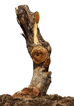Stump of dead tree isolated Stock Photos