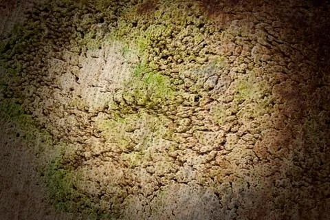 Stump on different light Stock Photos