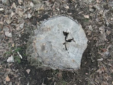 Stump on dry grass Stock Photos