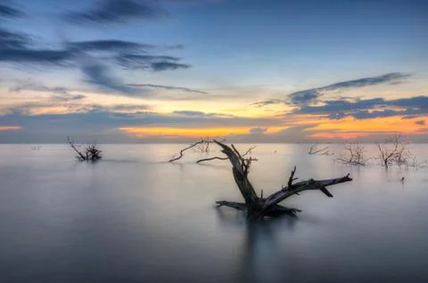 Stump in dusk Stock Photos