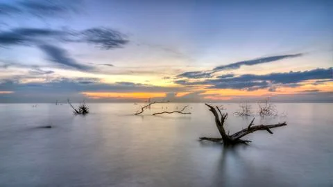 Stump in dusk Stock Photos