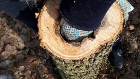 A stump with an empty core. Put your hand in the hollow of the stump. Stock Photos