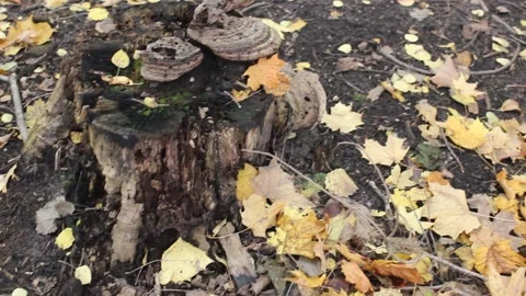 A Stump in the Fall Forest 動画素材 169176535