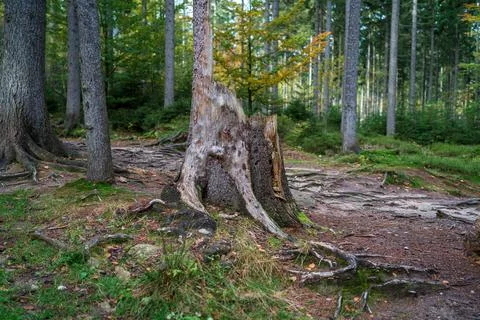 Stump from a fallen tree in a pine forest. Focus in the foreground. Фото