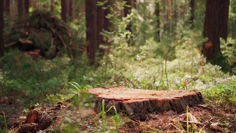 Stump of a felled tree in the forest. Deforestation. Preservation of nature. Stock Footage 247132015