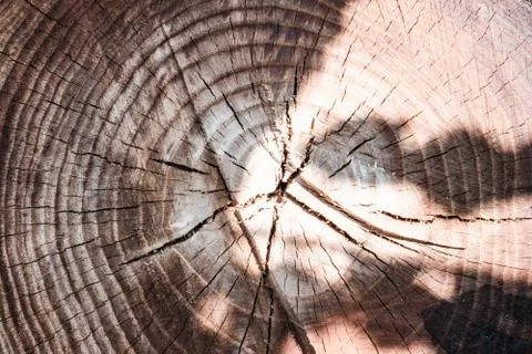 The stump of a felled tree is a section of the trunk with annual rings. Foto stock