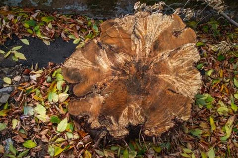 The stump of a felled tree is a section of the trunk with annual rings. Texture Stock Photos