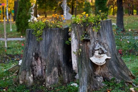 Stump with flowers. Stock Photos