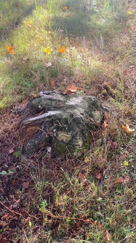 Stump in the forest among plants. Vertical video Stock Footage 287936626