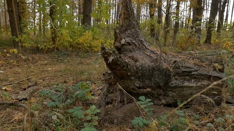 Stump in the forest autumn 스톡 동영상 81900299