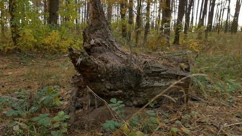 Stump in the forest autumn 스톡 동영상 81900789