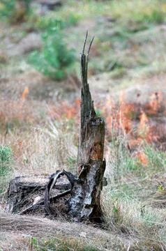 Stump in the forest with a colored background, fall, colors, nature Stock Photos