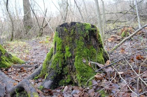 Stump in the forest covered with green moss Stockfoto's