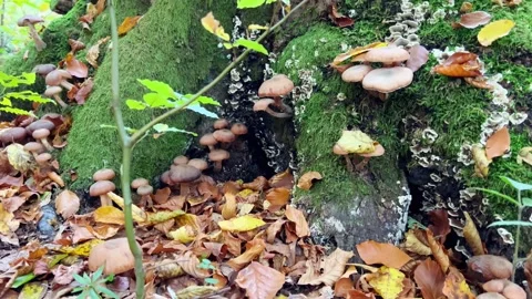 A stump in the forest is covered with moss and mushrooms Stock Footage 219362735