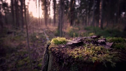 Stump in a forest Stock Footage 111705947