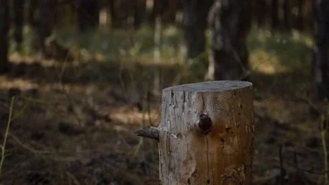 Stump in the forest 動画素材 164112993
