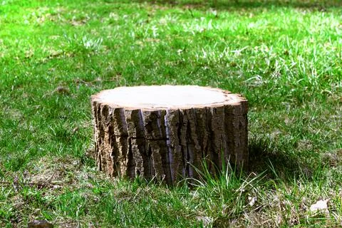 Stump in a forest glade Stock Photos
