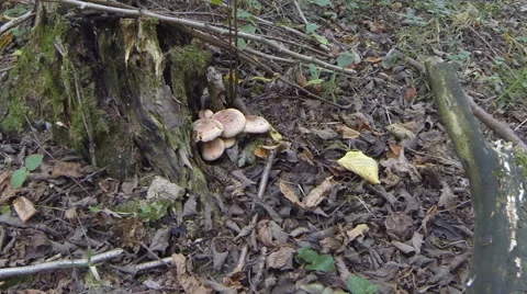 Stump in the forest with mushrooms Video stock 67862481