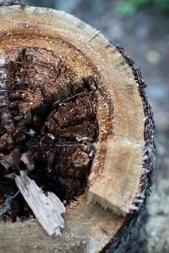 Stump in the forest of an old tree Stock Photos