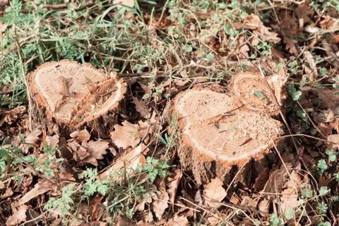 A stump in the forest Stock Photos