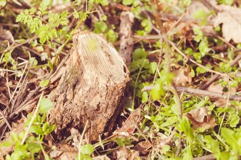 A stump in the forest Stock Photos