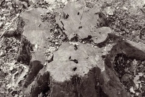 A stump in the forest Stock Photos