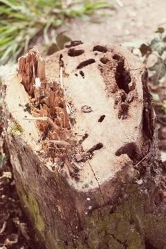 A stump in the forest Stock Photos