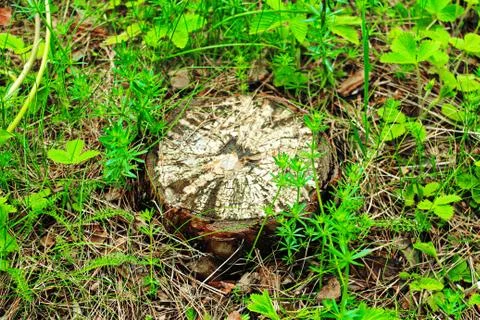 Stump in the forest Stock Photos