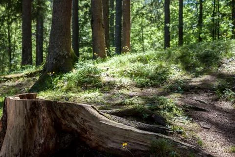 Stump in the forest Stock Photos