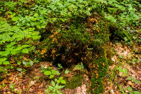 Stump in the forest Stock Photos