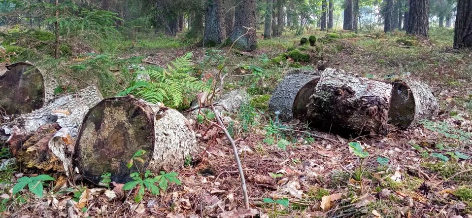 Stump in the forest Stock Photos