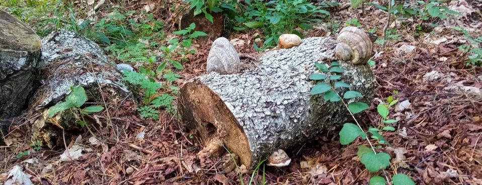 Stump in the forest Stock Photos