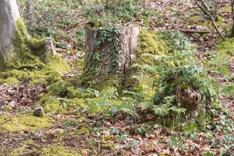 Stump in a forest Stock Photos