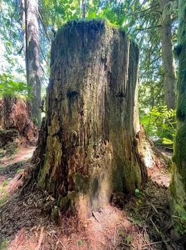 A stump in the forest Stock Photos